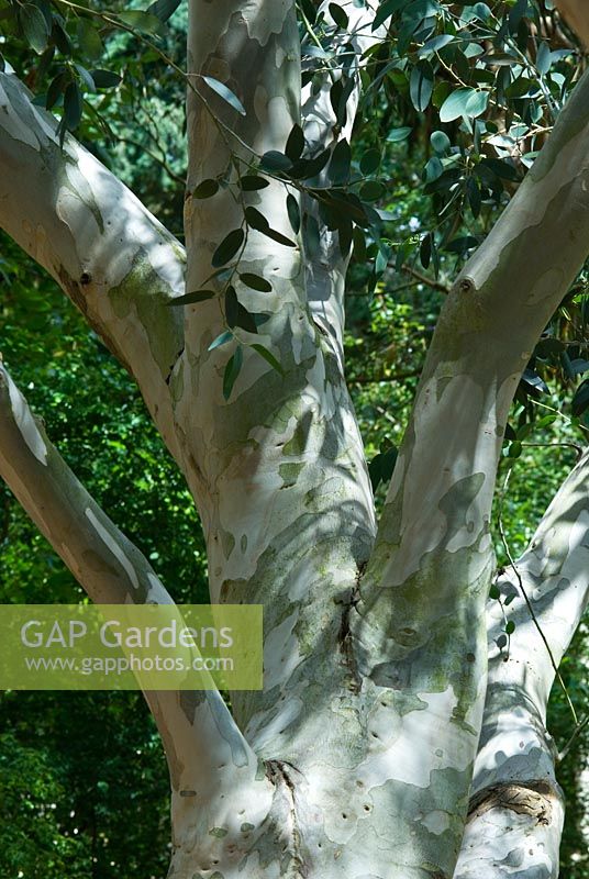 Eucalyptus pauciflora subsp. écorce et feuillage de debeuzevilles