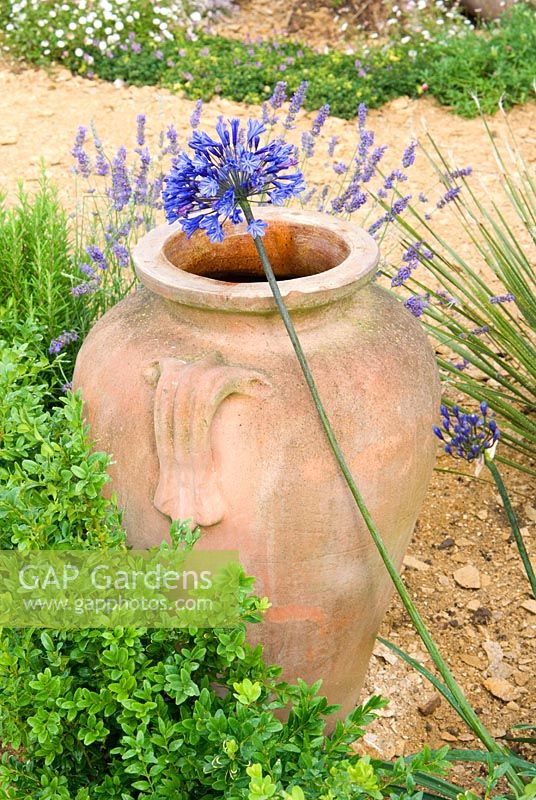 Pot en terre cuite entouré de plantations d'Agapanthus, de Buxus et de Lavandula dans le jardin des nénuphars du Dorset - Charme romantique au RHS Hampton Court Flower Show