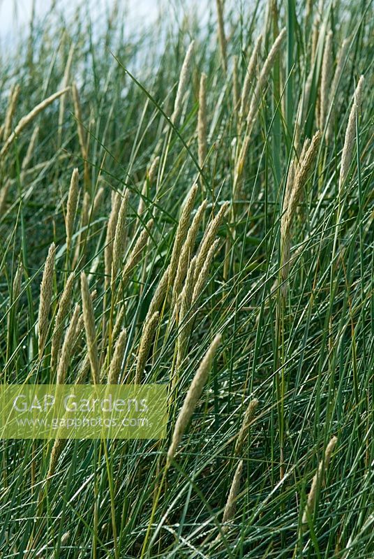 Ammophila arenaria - Marram Grass dans un environnement côtier de dunes de sable
