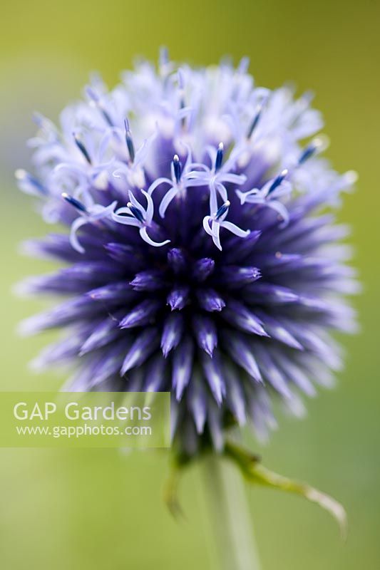 Echinops 'veitchs blue' juste en fleur