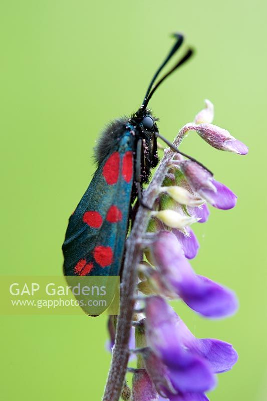 Zygaena filipendulae - Papillon à six points