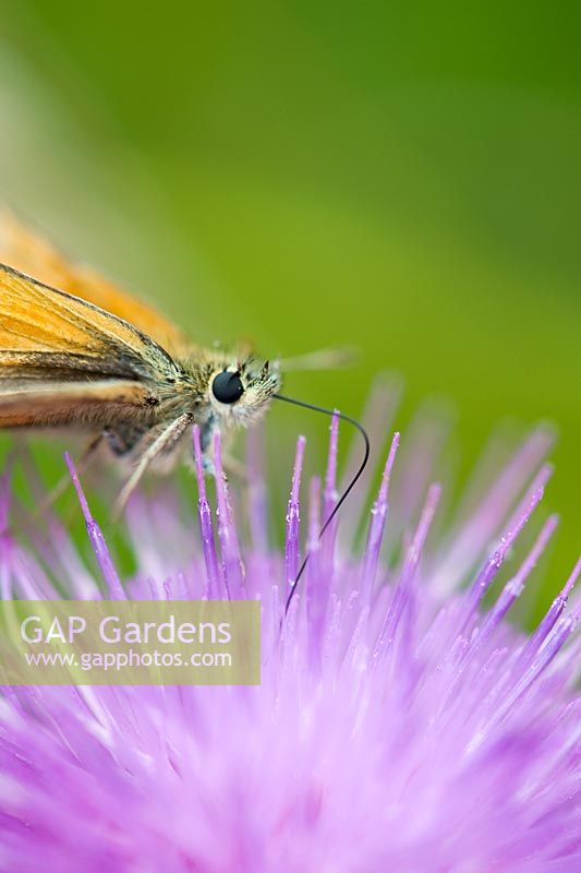 Thymelicus sylvestris - Petit papillon skipper nectar sur Onopordum acanthium - Chardon des champs