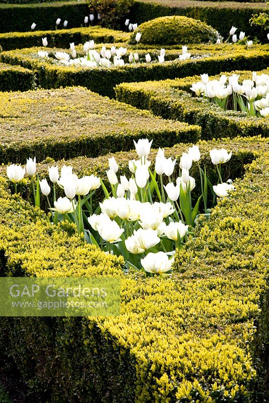 Tulipa en plates-bandes triangulaires bordées de Buxus coupés