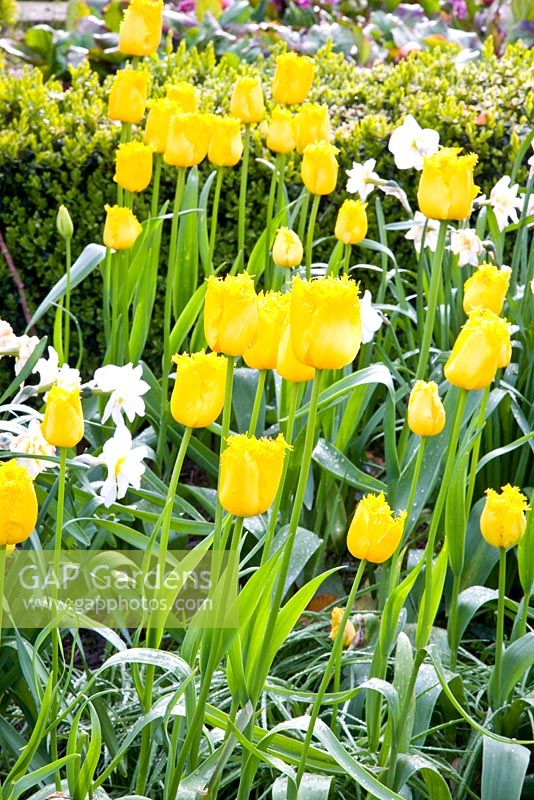 Tulipa 'Apeldoorn doré frangé'