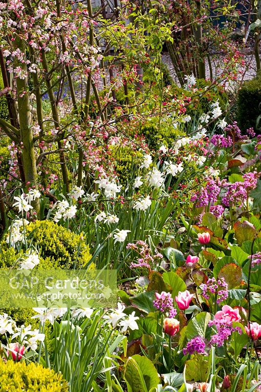 Parterre de printemps mixte avec Malus floribunda, Bergenia et Narcissus 'Thalia'