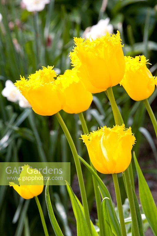 Tulipa 'Apeldoorn doré frangé'