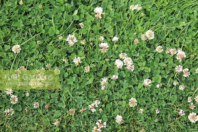 Trifolium repens - Trèfle blanc souvent considéré comme une mauvaise herbe sur la pelouse