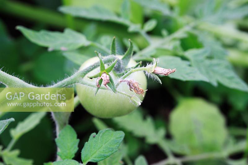 Assortiment sec de tomates - En raison de conditions sèches ou de manque d'eau adéquate
