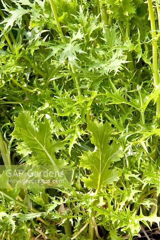 Brassica japonica - Mizuna