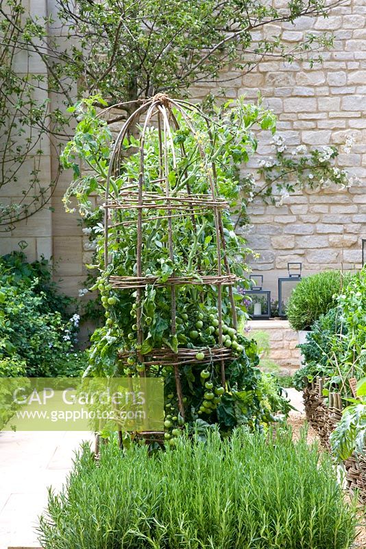 Tomate grimpant au saule wigwam - Jardin 'Summer Solstice', sponsor - Daylesford Organics - RHS Chelsea Flower Show 2008