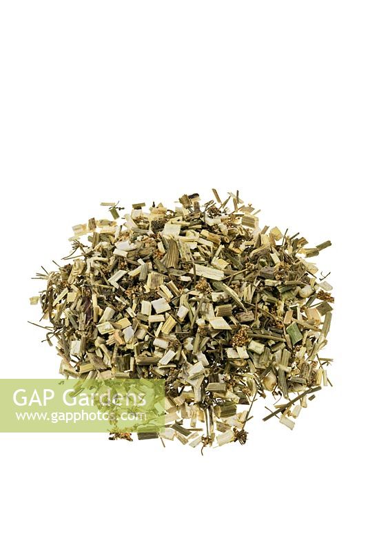 Tsuga canadensis - Herbe d'écorce de pruche. En phytothérapie, un thé à base d'écorce est utilisé pour traiter la dysenterie, les maladies rénales, le rhume et les rhumatismes.