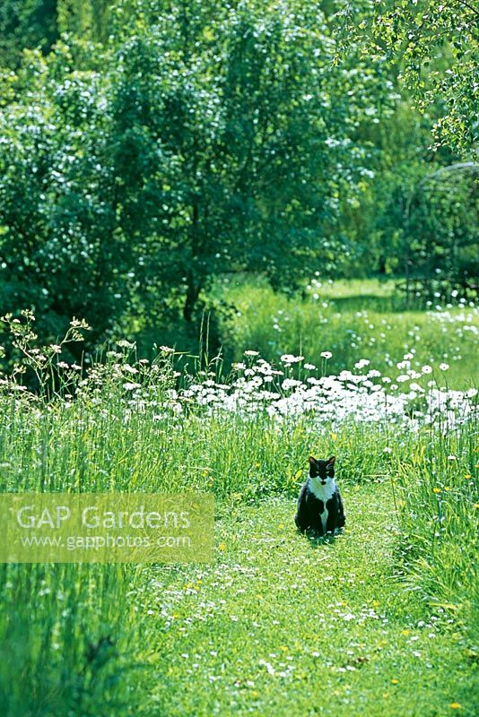 Chat dans un pré par une journée calme dans le jardin - Otley Hall, Suffolk