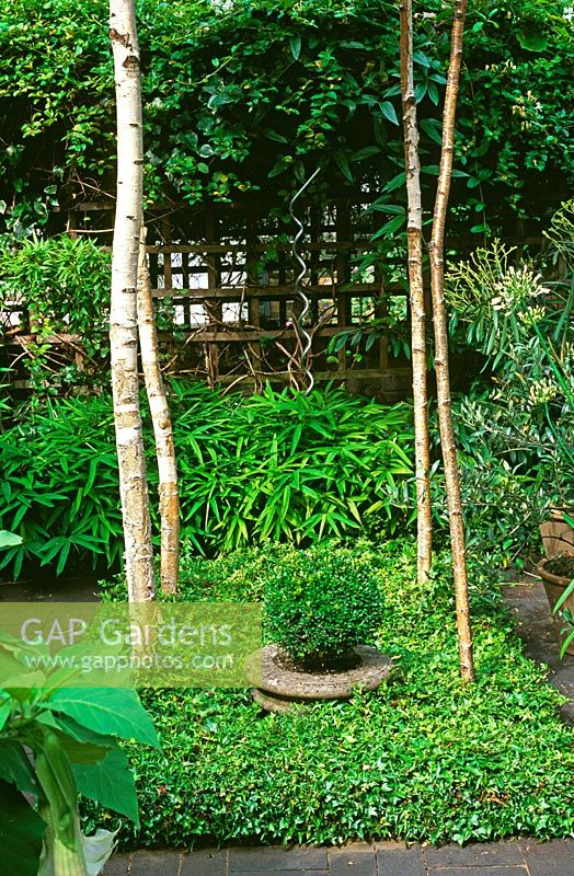 Jardin de Londres avec Buxus coupé en pot entouré de troncs Hedera et Betula