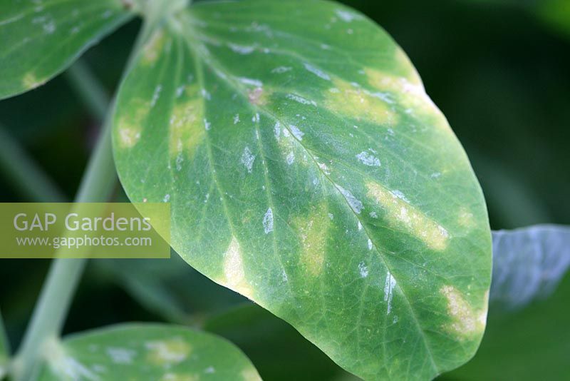 Peronospora viciae - mildiou du pois close up of upperside of leaf