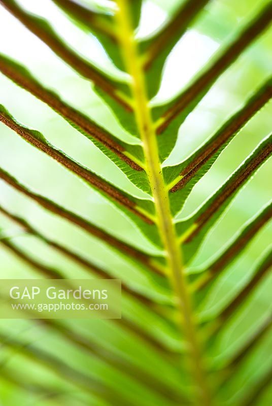 Blechnum gibbum - Détail fougère