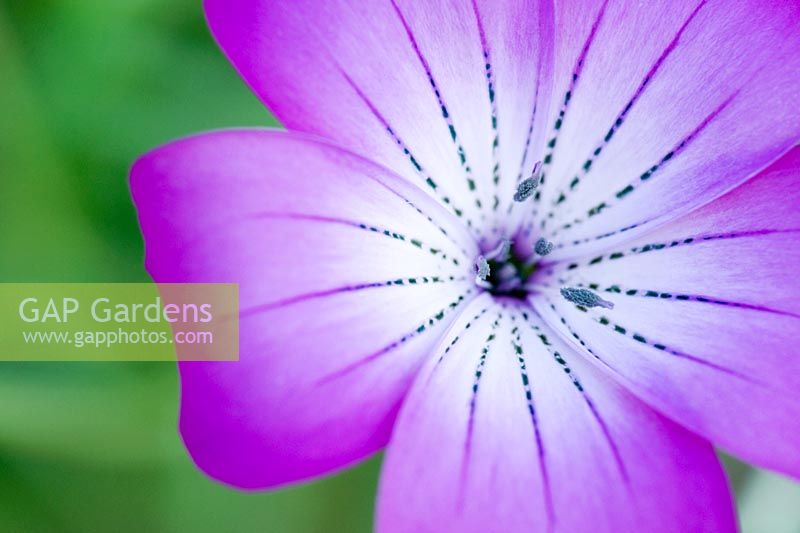 Agrostemma Gracilis - Gracieuse fleur de Corncockle
