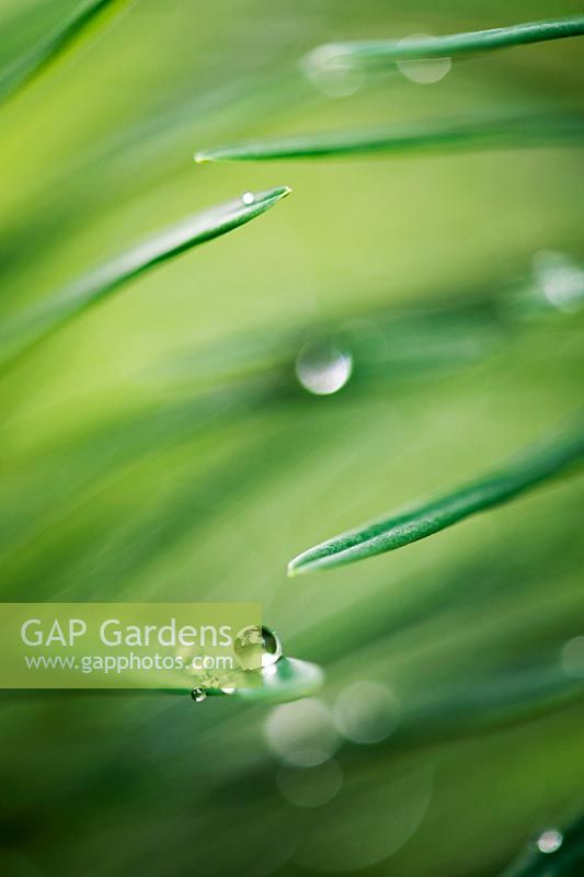 Gouttes de pluie sur les feuilles d'Euphorbia cyparissias 'Fens Ruby'
