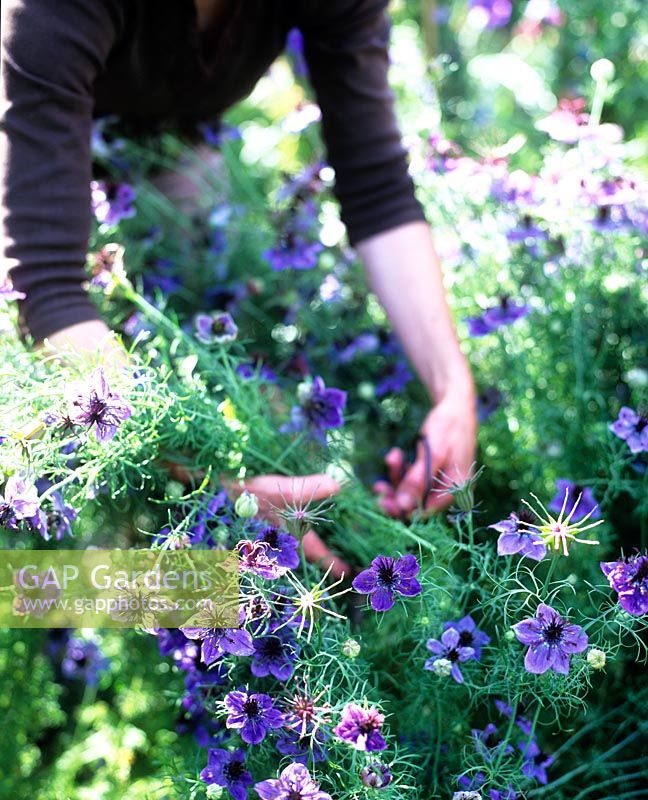 Femme, couper, nigelle