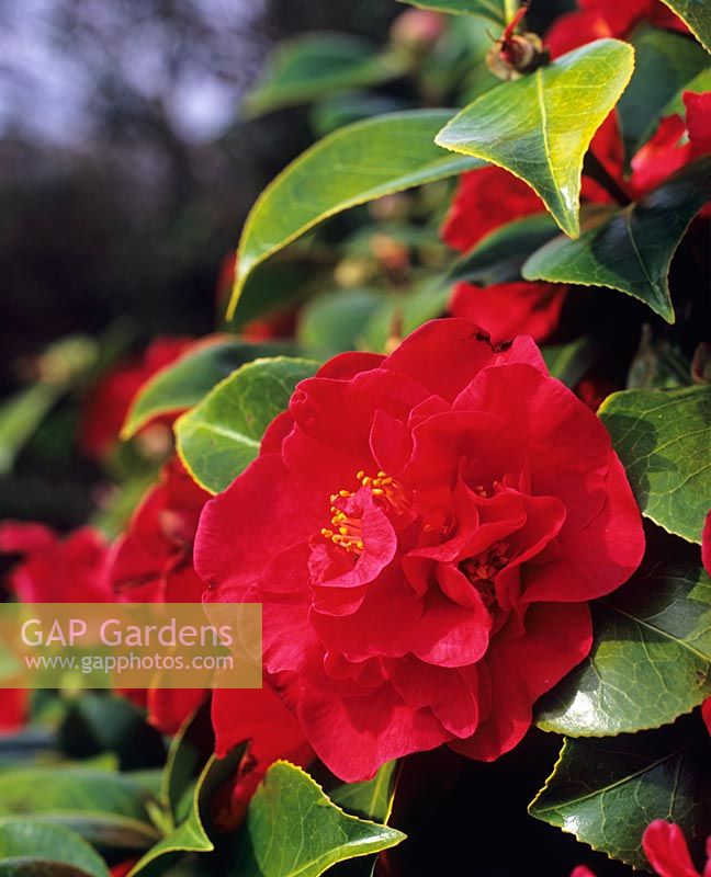 Camellia japonica 'Dr Burnside'