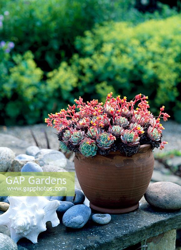 Sempervirens en fleurs en pot en terre cuite sur le mur avec une grande coquille et des galets de rivière