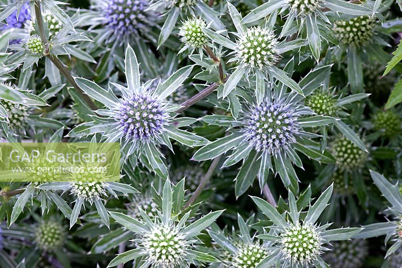 Eryngium tricuspidatum