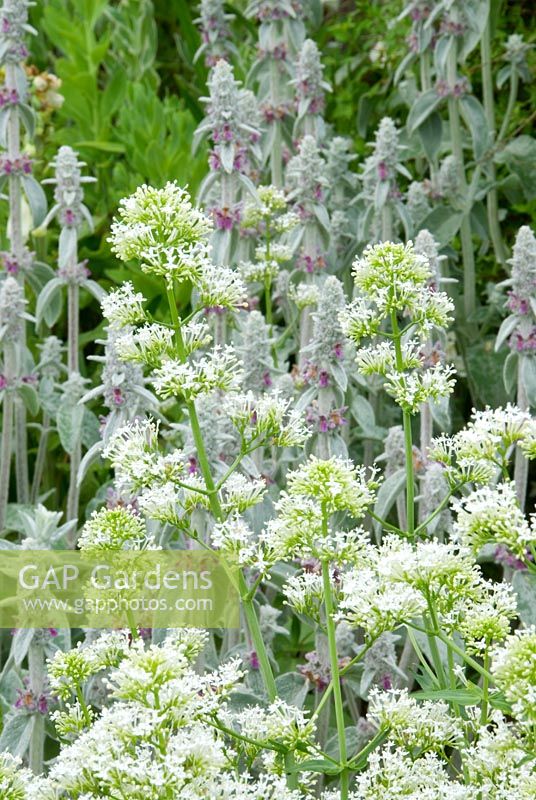 Des plantes à fleurs blanches et à feuillage argenté, dont Centranthus ruber 'Albus' et Stachys lanata, dominent le Green Knight Garden à Cothay Manor, Somerset