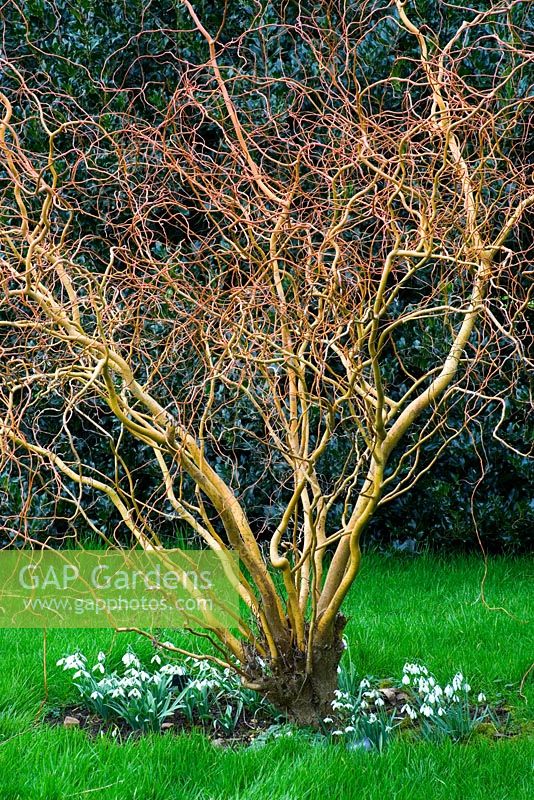 Branches torsadées de Salix erythroflexuosa underpalnted avec Galanthus - Woodpeckers, Warwickshire