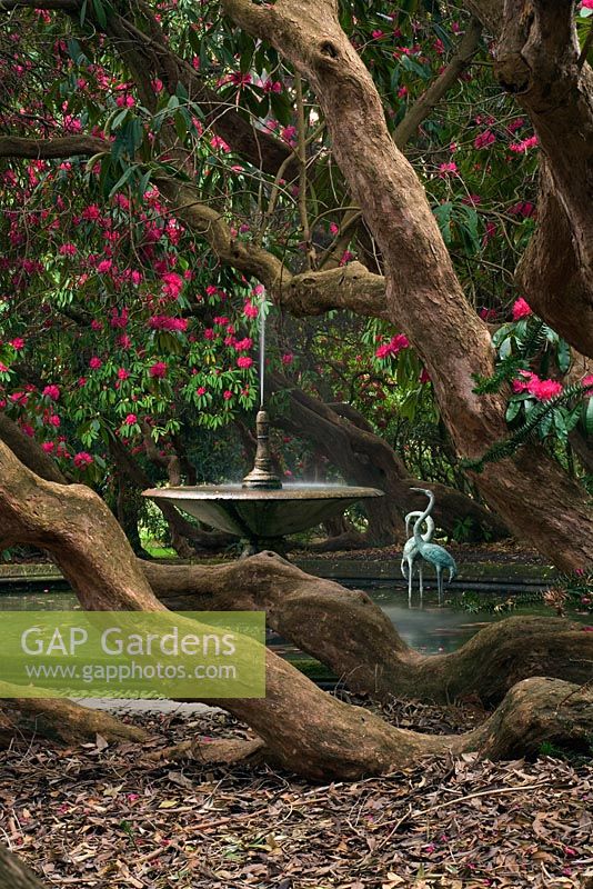 La fontaine et la piscine vues à travers les branches des Rhododendrons - Holker Hall, Cumbria