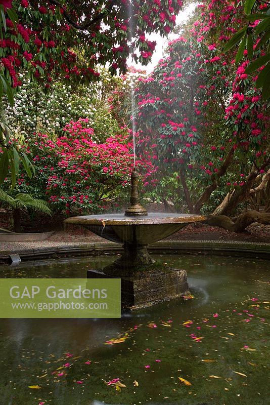 La fontaine et la piscine entourées de rhododendrons - Holker Hall, Cumbria