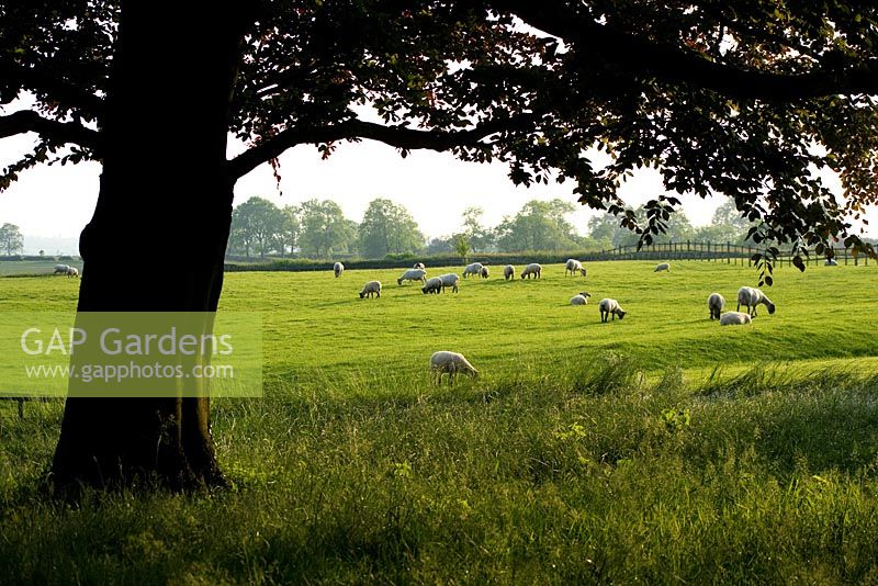 Vue de pâturage des moutons - l'ancien presbytère, Haselbech, Northamptonshire