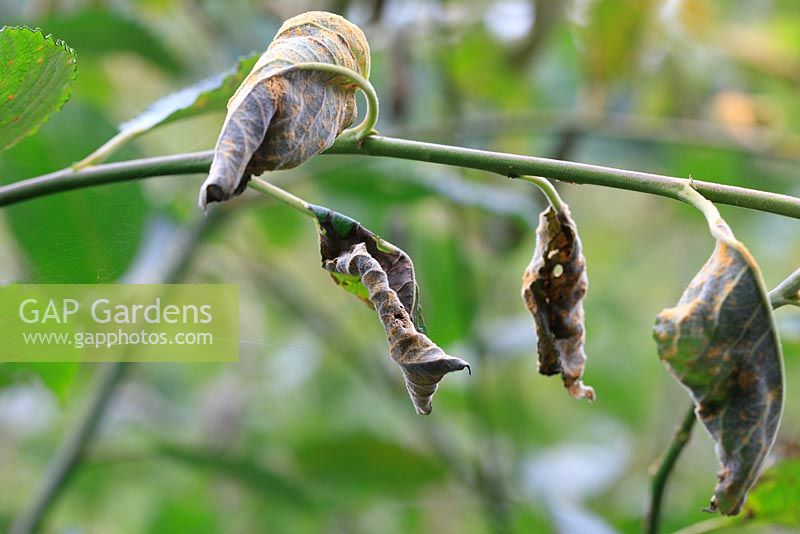 Melamposora spp - La rouille du saule peut faire flétrir et mourir les feuilles