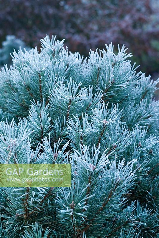 Pinus sylvestris 'Chantry Blue' recouvert de givre en hiver