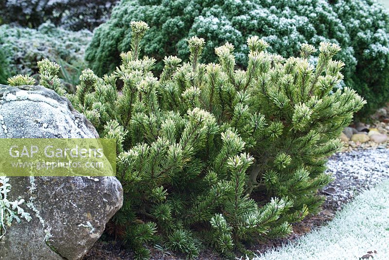 Pinus mugo 'Laarheide' en hiver - Pin nain