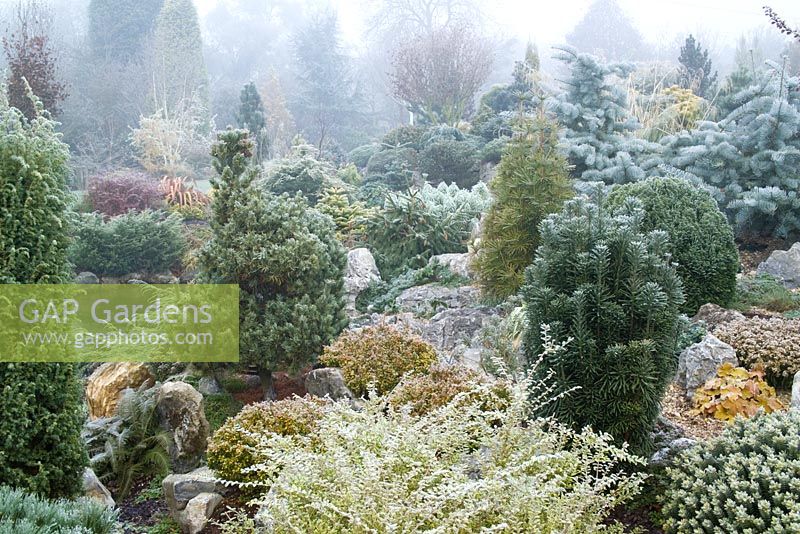 Conifères sur le jardin de rocaille dans le jardin de John Massey à Ashwood Nurseries en hiver