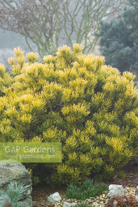 Pinus mugo 'Carsten's Wintergold' - Pin de montagne nain