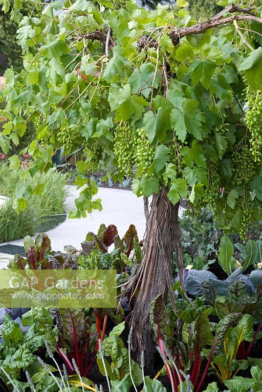 Vigne de raisin standard sous-plantée de légumes - 'The Water Table' - RHS Hampton Court Flower Show 2008