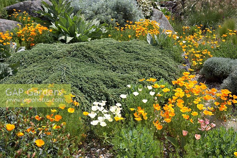 Eschscholzia californica - Parterre de fleurs mixtes avec des coquelicots californiens dans le jardin sec à Hyde Hall