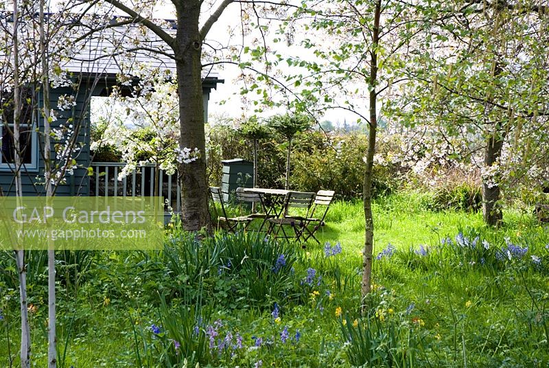 Pré de fleurs sauvages au printemps dans un verger de jardin avec des plantations de Cowslips, Bluebells et Narcissus
