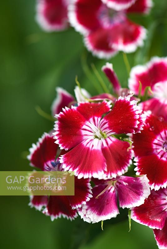 Dianthus barbatus - Williams doux avec des fleurs cramoisies bordées de blanc