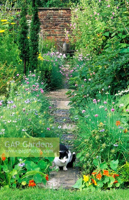 Chat sur un chemin de jardin flanqué de Tropaeolum et de ciboulette - Gardeners Cottage, Cheshire
