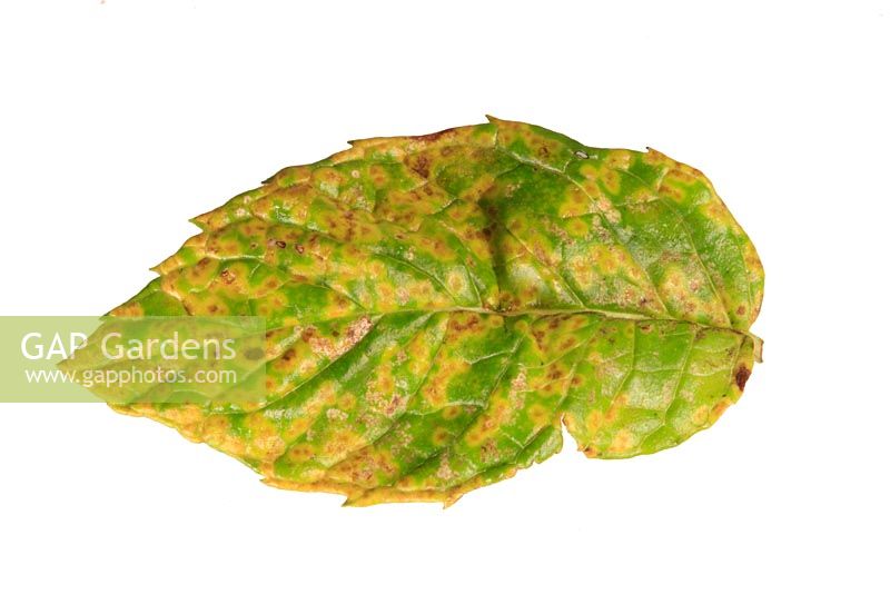 Puccinia menthae - Rouille menthe montrant des pustules sur la face supérieure des feuilles