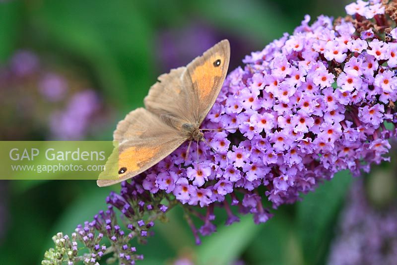 Maniola jurtina - Meadow brown butterfly prenant le nectar de buddliea flower