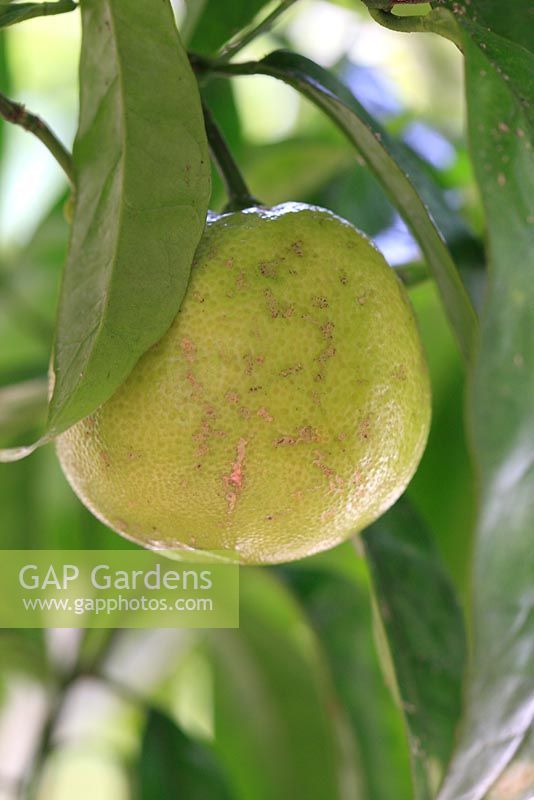 Citrus sinensis 'Washington Navel' - Maturation du pamplemousse
