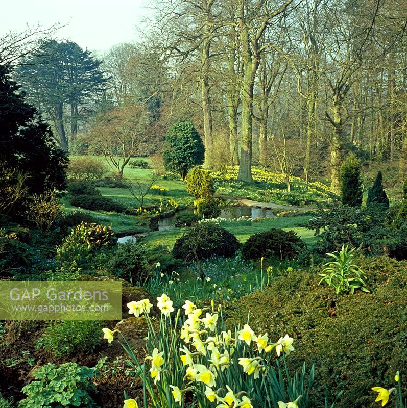 Jardin boisé au début du printemps avec Narcisse autour de rocaille et ruisseau - Abbotswood NGS