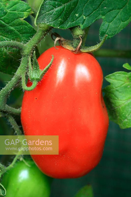 Lycopersicum 'San Marzano Lungo F1 Hybrid' - Maturation des tomates bio prunes