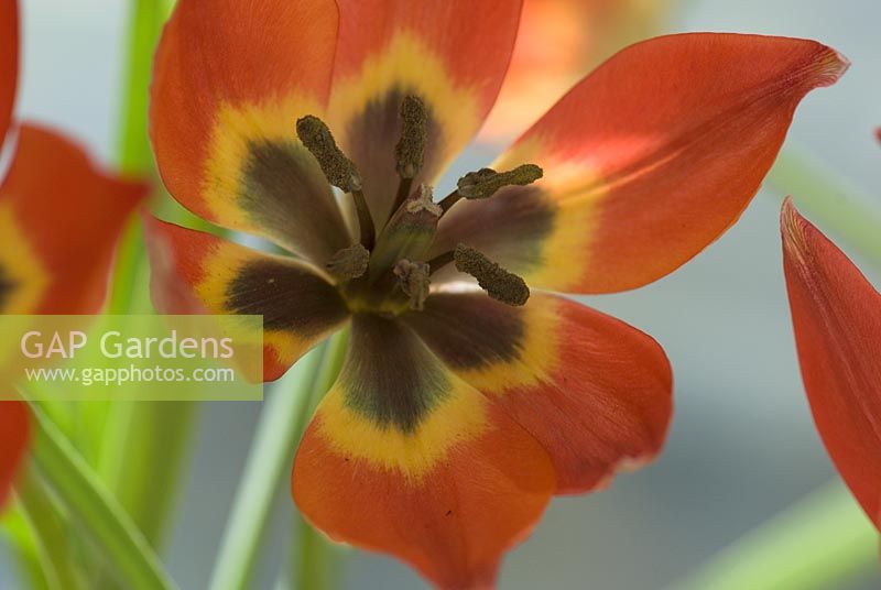 Tulipa hageri - Tulipe