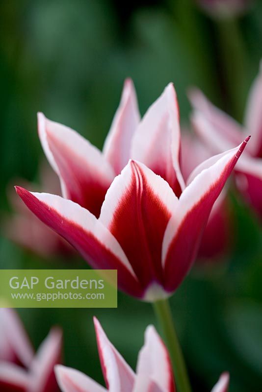 Tulipa 'Rajka' - tulipe Triumphator