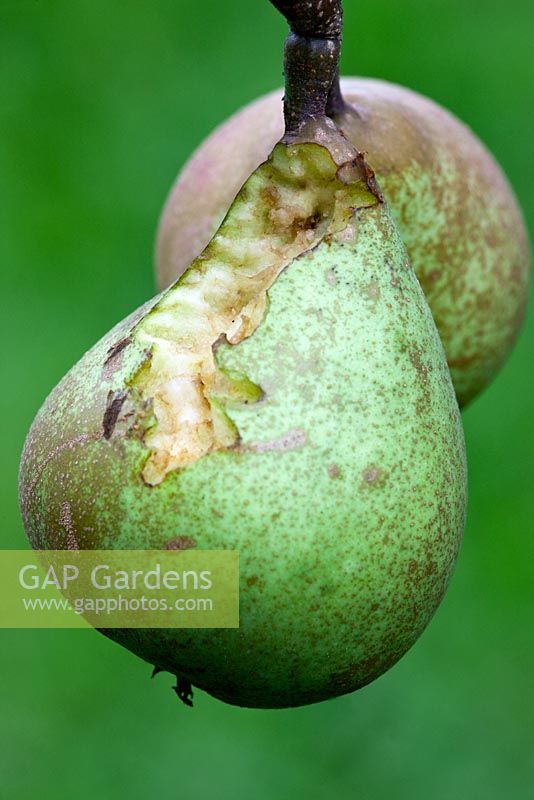 Pyrus communis 'Amélioration de la fertilité' - Wasp fruit endommagé