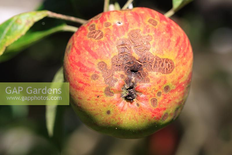 Venturia inaequalis - gale de pomme à la surface de la pomme qui mûrit