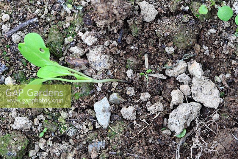 Amortissement de Pythium spp. provoque l'amincissement et la pourriture des semis de Brassica à la base de la tige